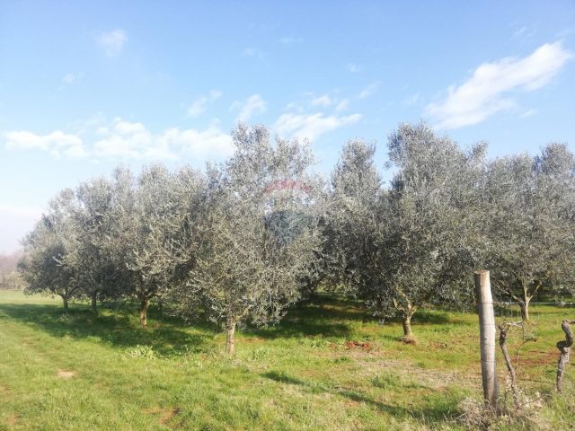 Terrain À vendre - Istarska Novigrad - foto 2/7