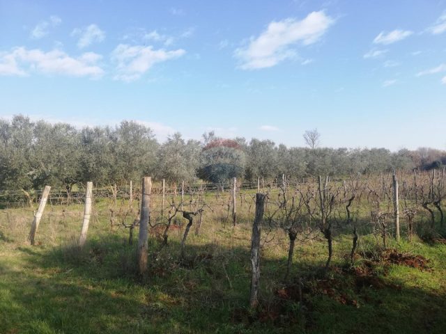 Terrain À vendre - Istarska Novigrad - foto 5/7