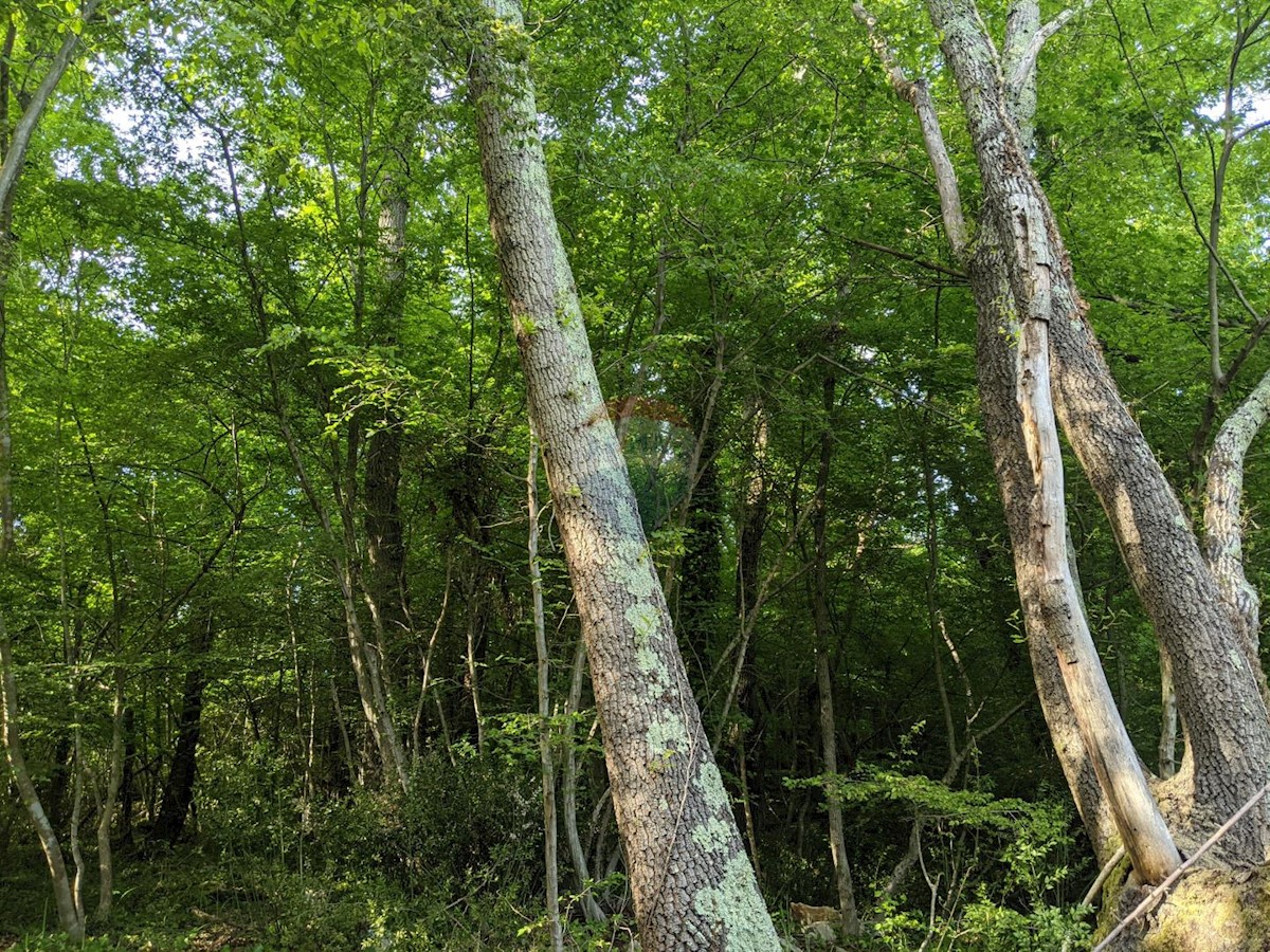Terreno In vendita - ISTARSKA  ROVINJ 