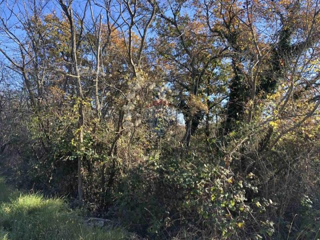 Pozemek na prodej 15394 m² – Labinci