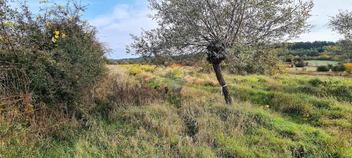 Działka na sprzedaż 9567 m² – Grožnjan