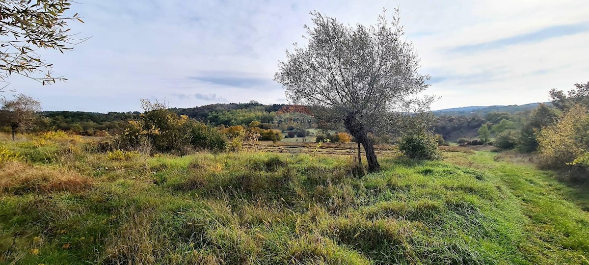 Land For sale - ISTARSKA  GROŽNJAN 
