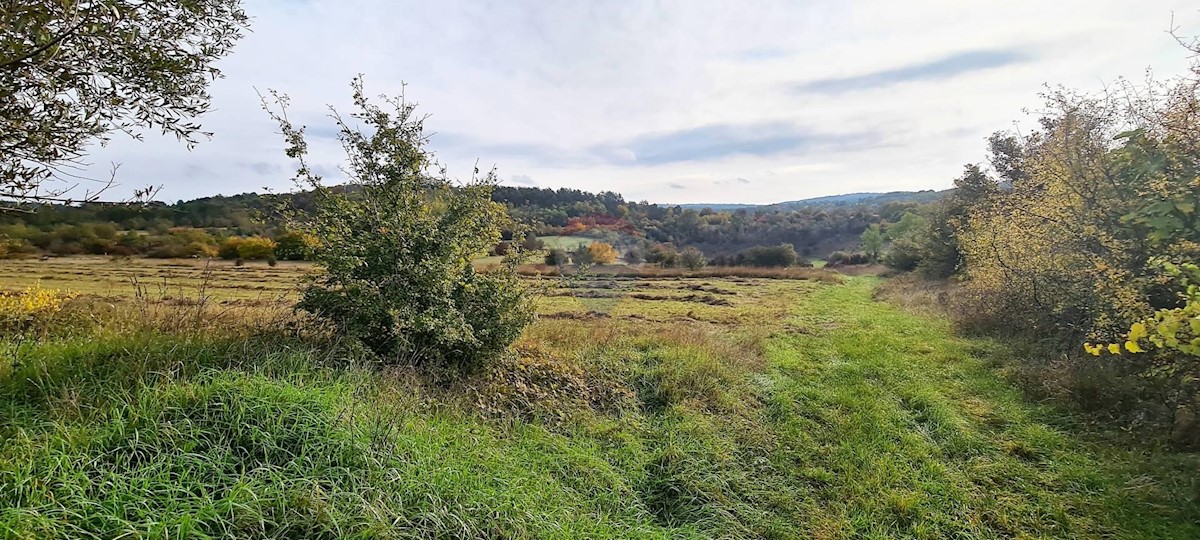 Land For sale - ISTARSKA  GROŽNJAN 
