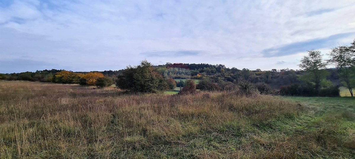 Land For sale - ISTARSKA  GROŽNJAN 