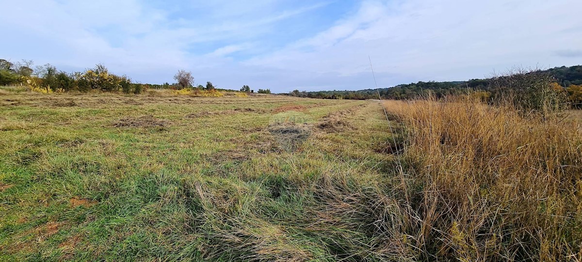 Land For sale - ISTARSKA  GROŽNJAN 