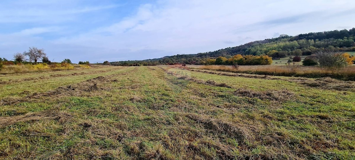Land For sale - ISTARSKA  GROŽNJAN 