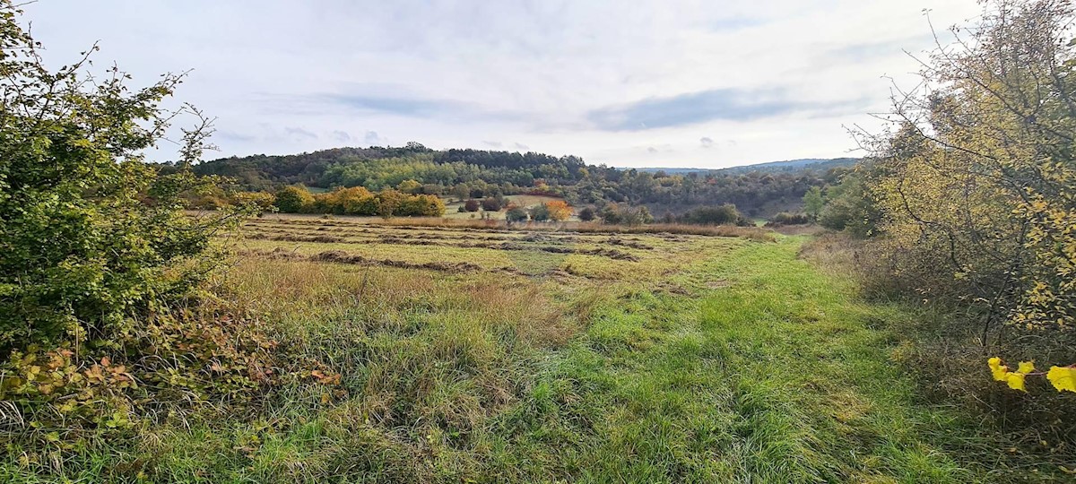 Land For sale - ISTARSKA  GROŽNJAN 