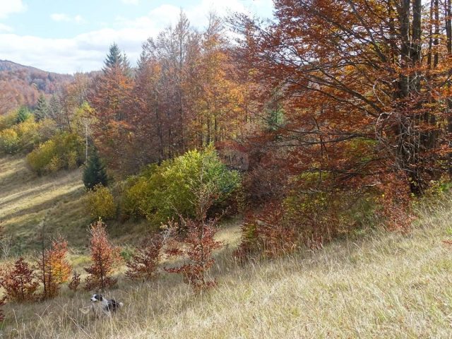 Parcela Naprodaj - Primorsko-goranska Mrkopalj - foto 5/7