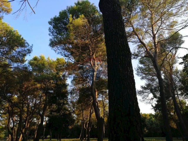 Pozemok na predaj 12058 m² – Rovinj