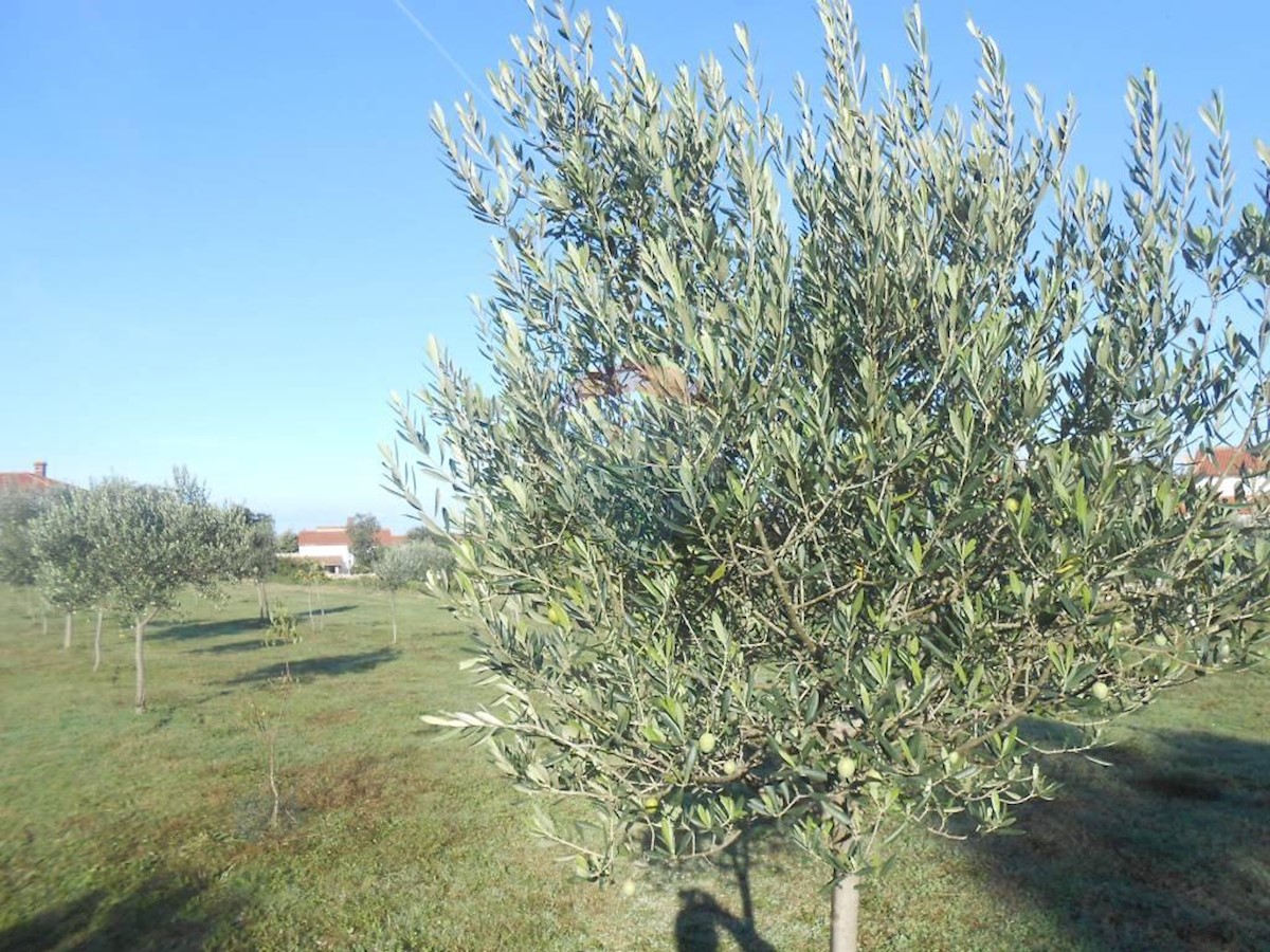 Land For sale - ISTARSKA  Vodnjan