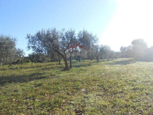 Land for sale 10664 m² – Galižana