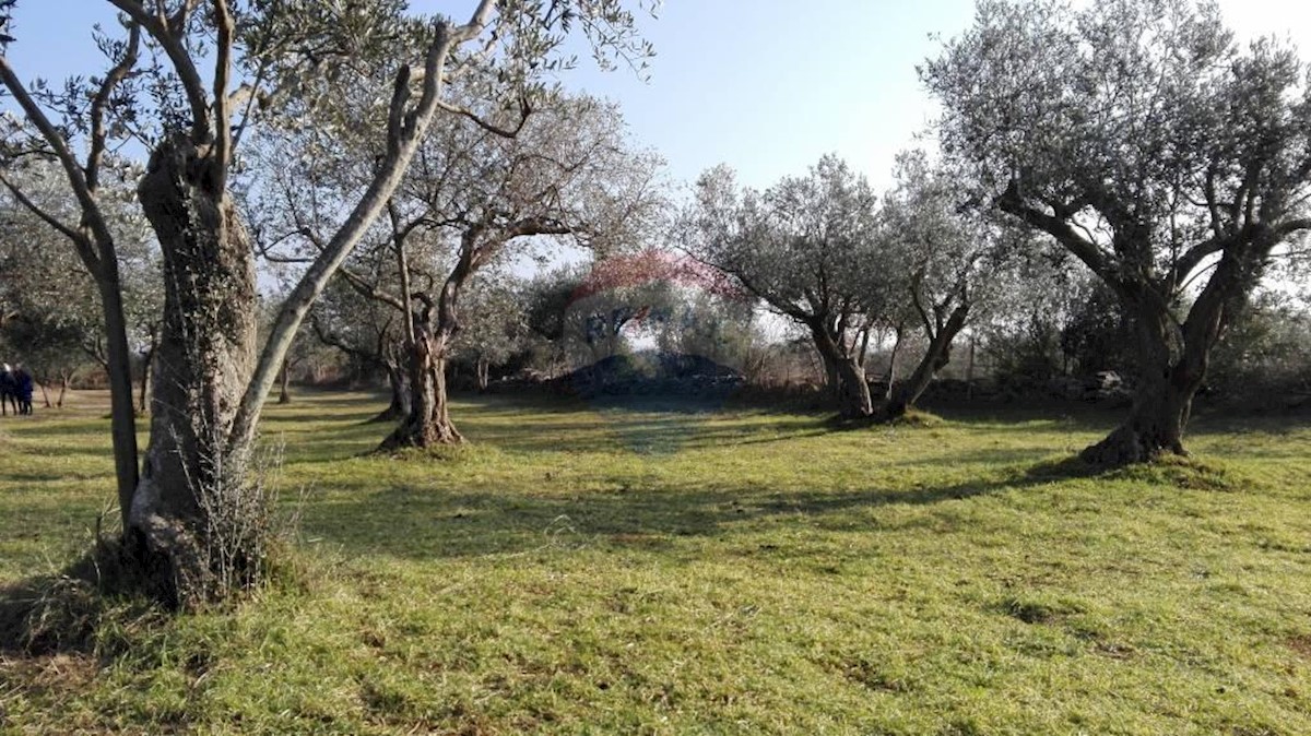 Pozemok Na predaj - ISTARSKA  VODNJAN 