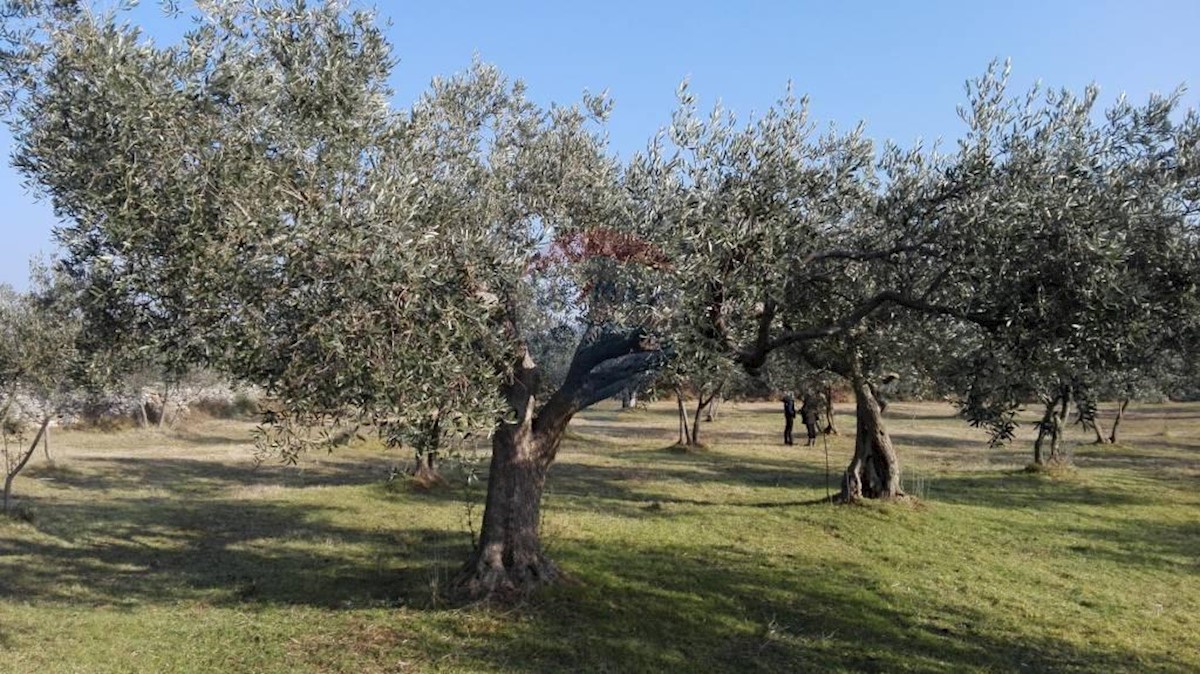 Pozemok Na predaj - ISTARSKA  VODNJAN 
