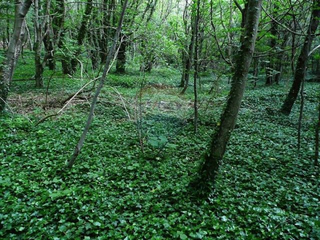 Land for sale 4000 m² – Krk