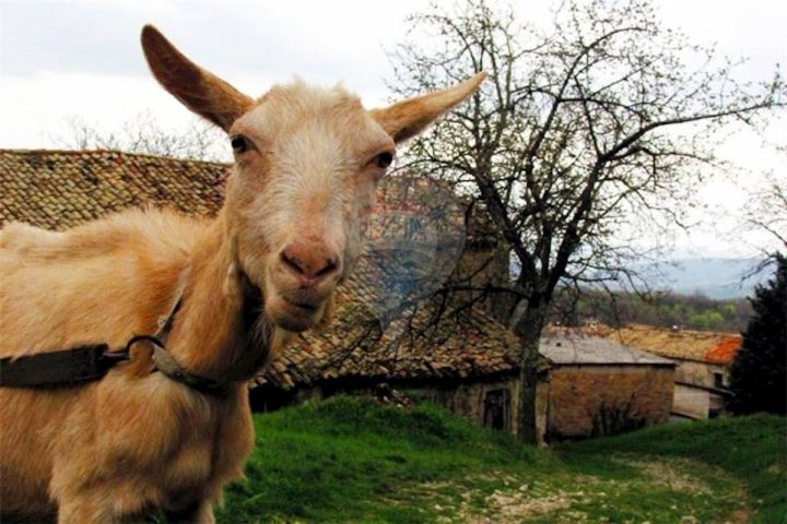 Pozemok Na predaj - Istarska Žminj - foto 2/4
