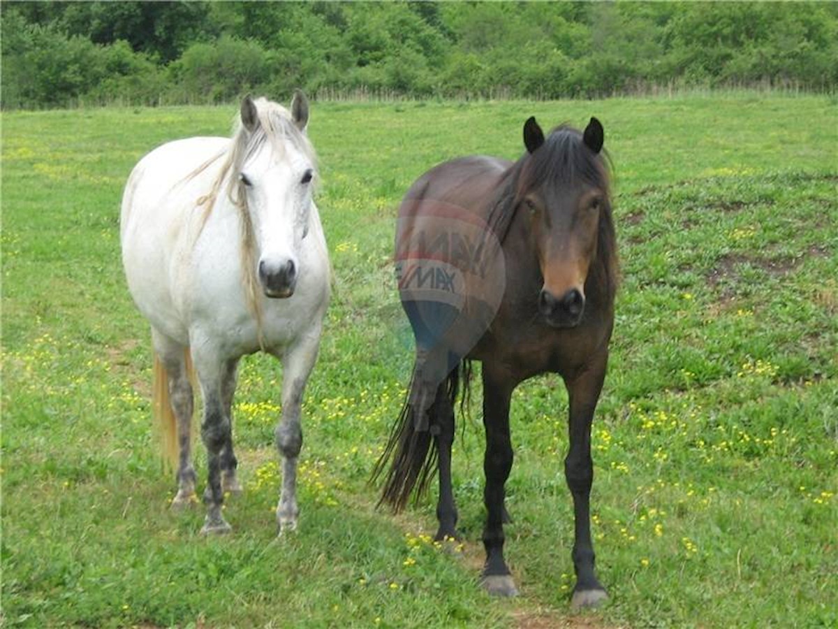 Pozemok Na predaj - ISTARSKA  Žminj