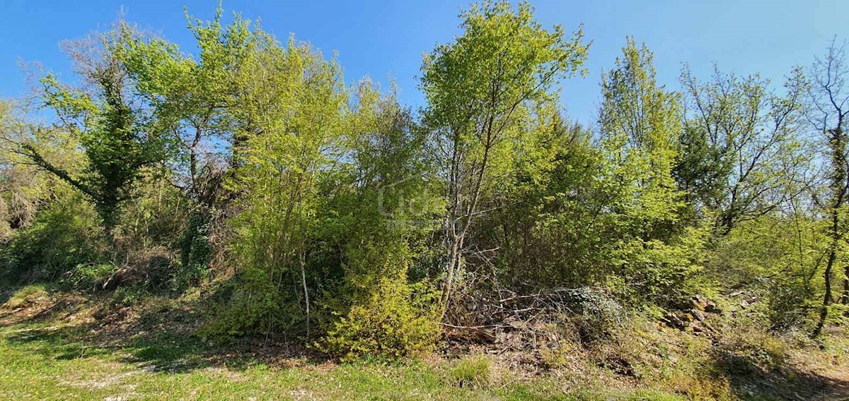 Land For sale - ISTARSKA  SVETI LOVREČ 