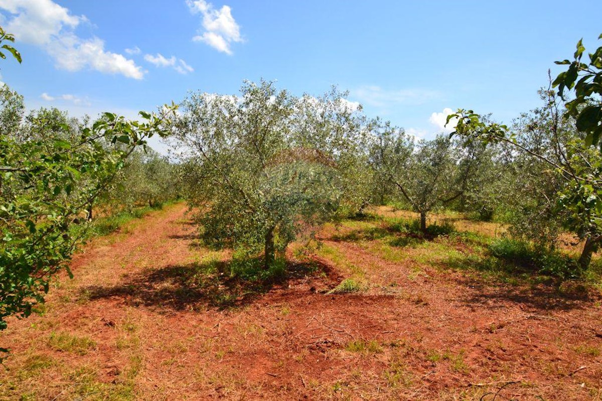 Terreno In vendita - ISTARSKA  NOVIGRAD 