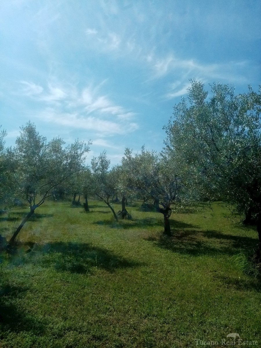 Land For sale - ISTARSKA POREČ