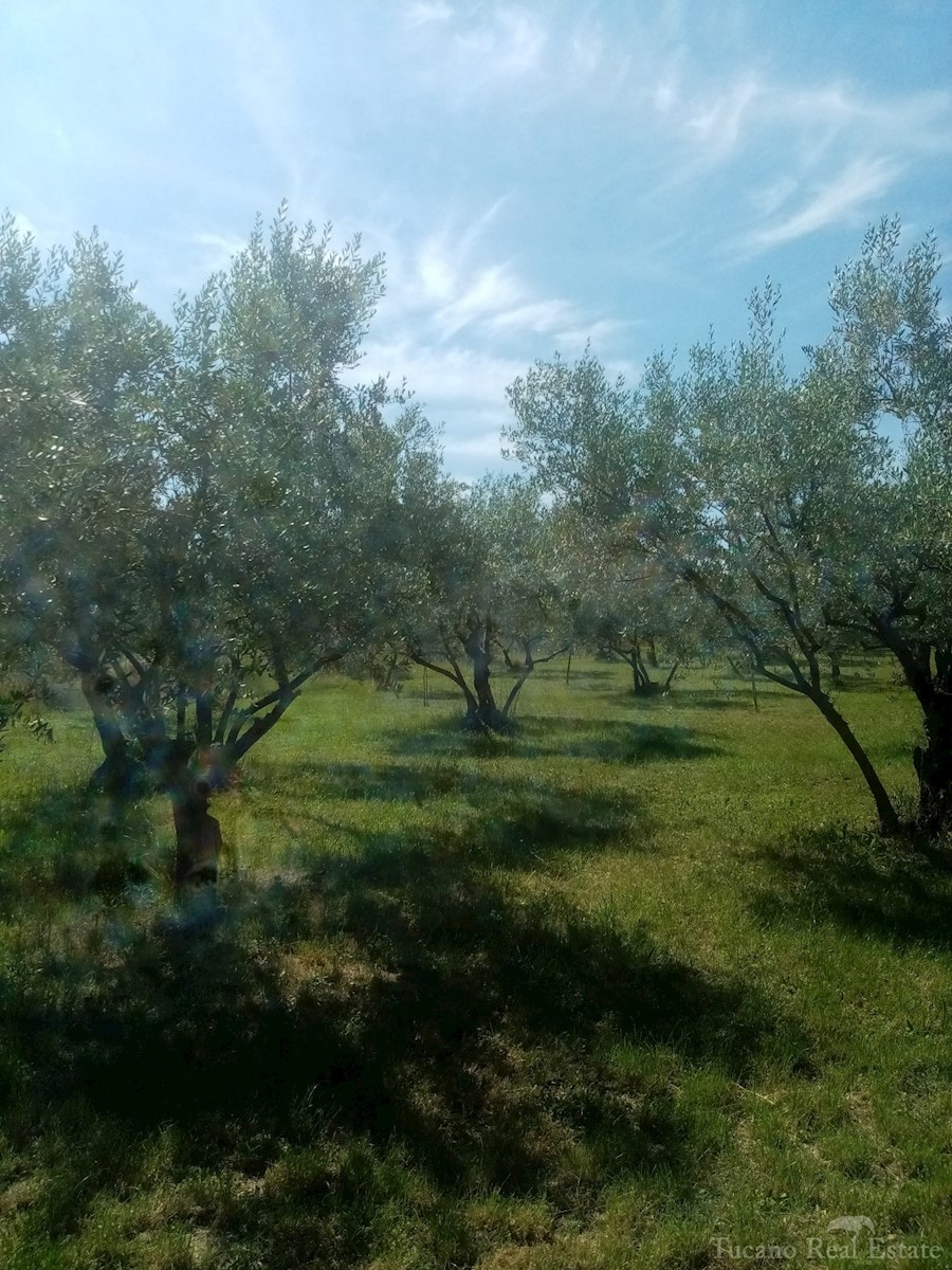 Terreno In vendita - ISTARSKA POREČ