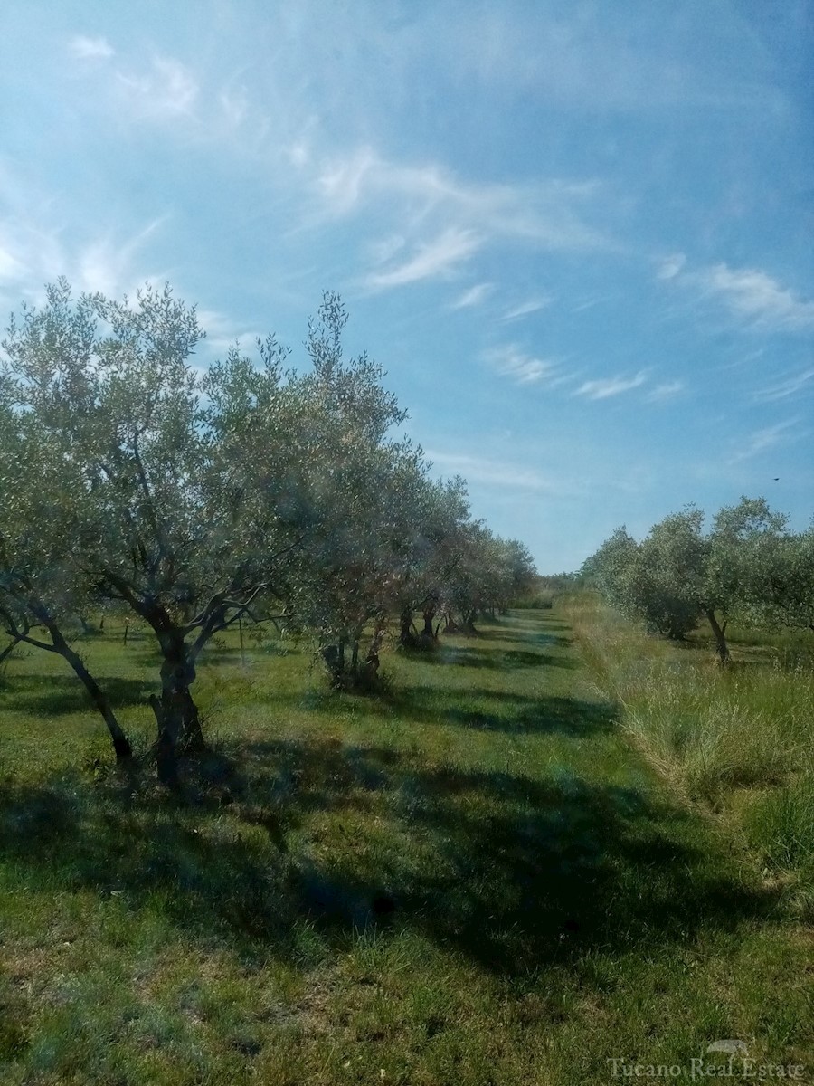 Land For sale - ISTARSKA POREČ