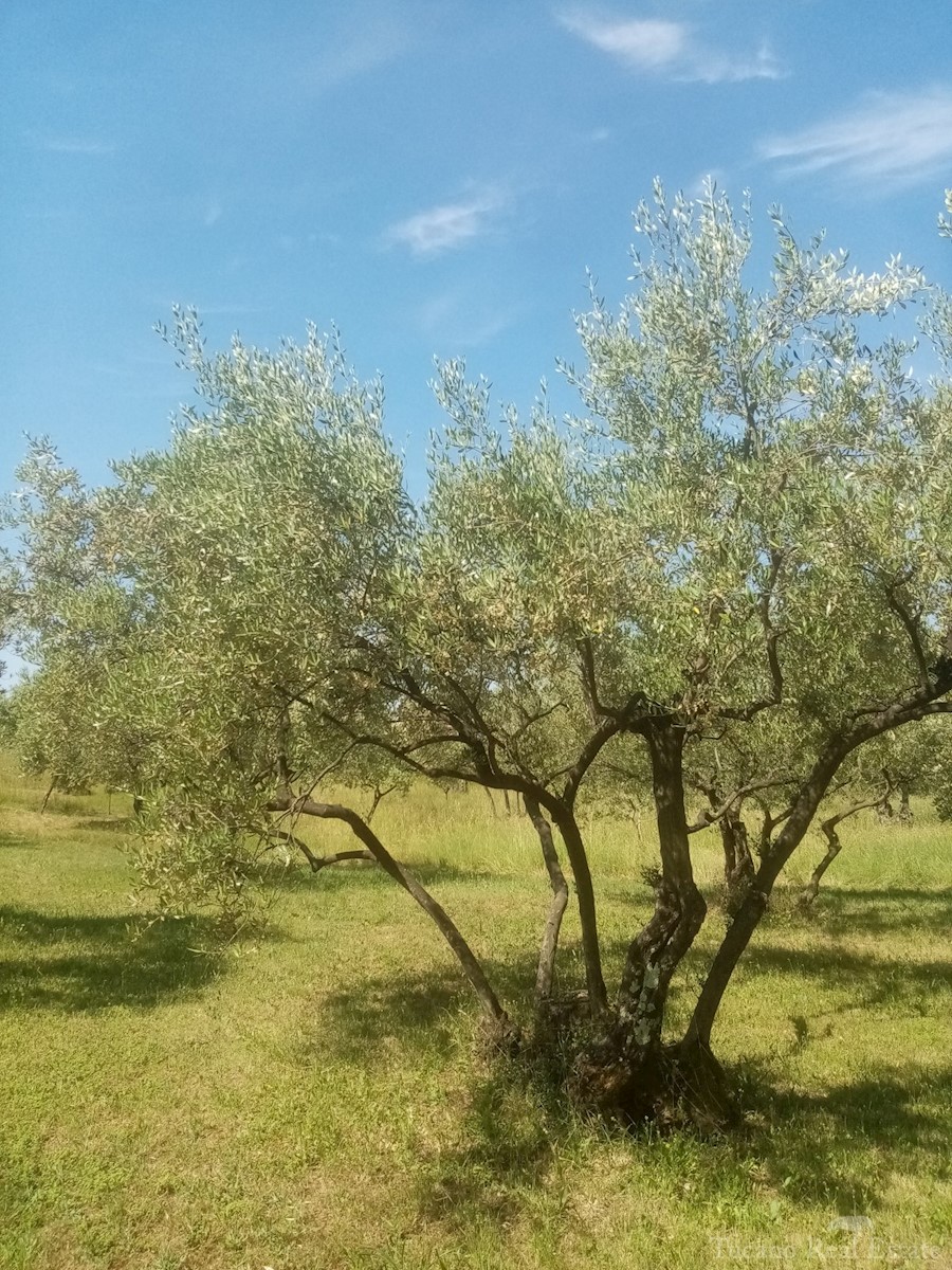 Zemljište Na prodaju - ISTARSKA POREČ