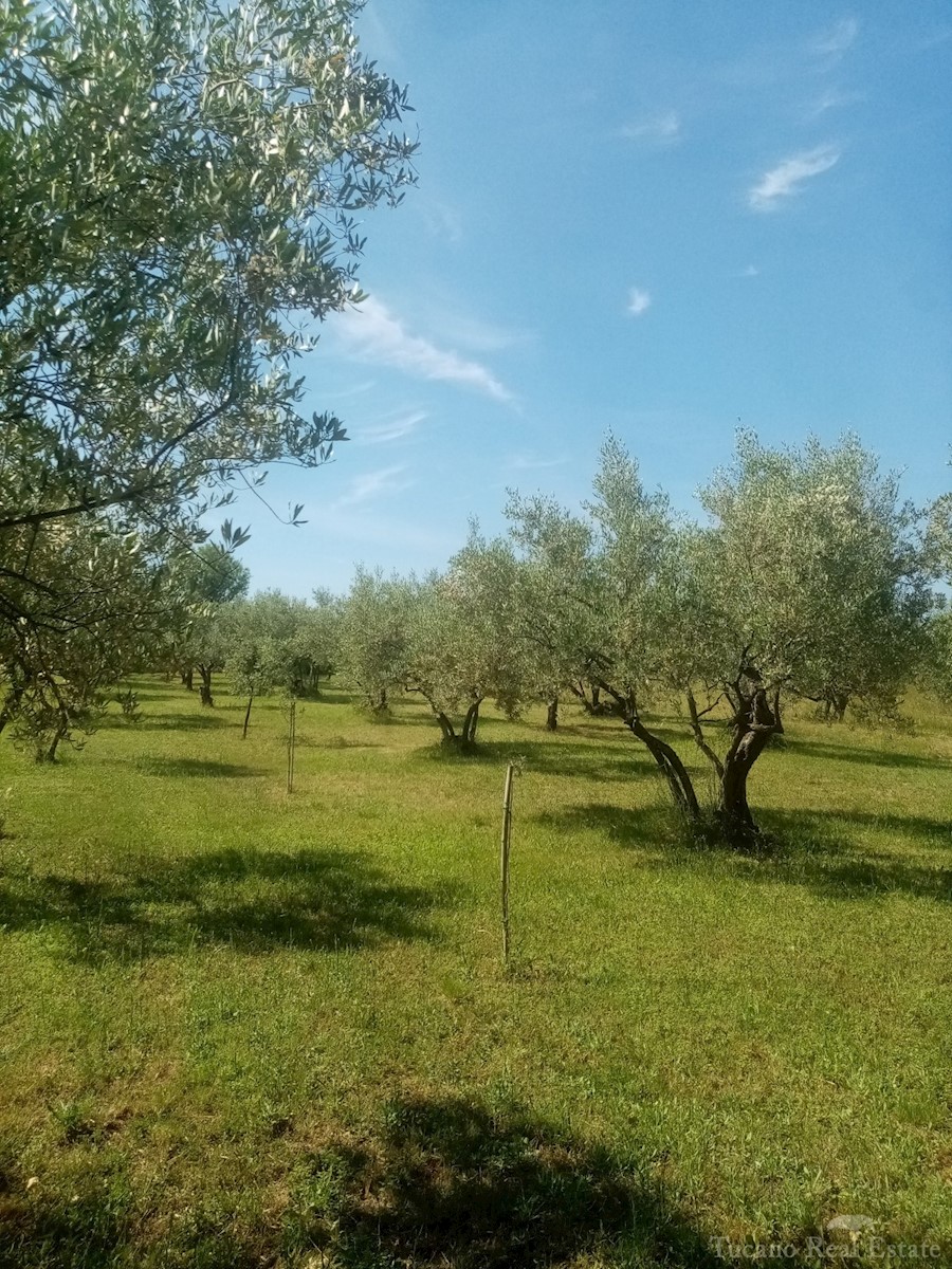 Land For sale - ISTARSKA POREČ