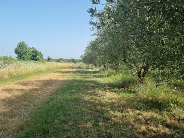 Grundstück Zu verkaufen - Istarska Svetvinčenat - foto 2/6