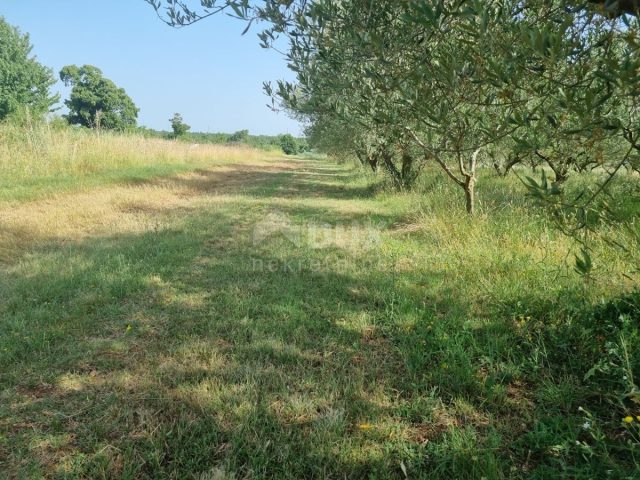 Grundstück Zu verkaufen - Istarska Svetvinčenat - foto 3/6