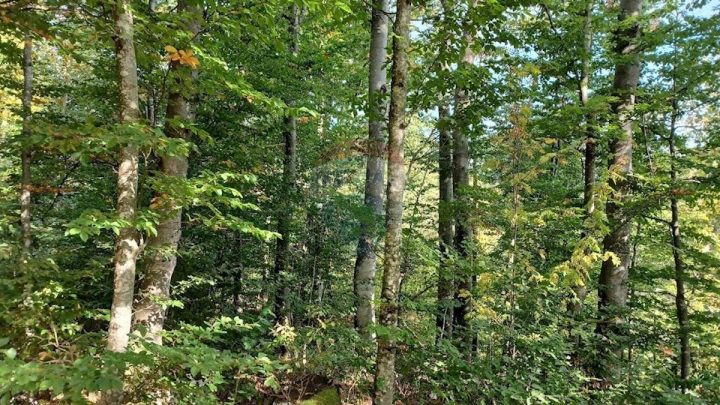 Parcela Naprodaj - Primorsko-goranska Fužine - foto 3/3