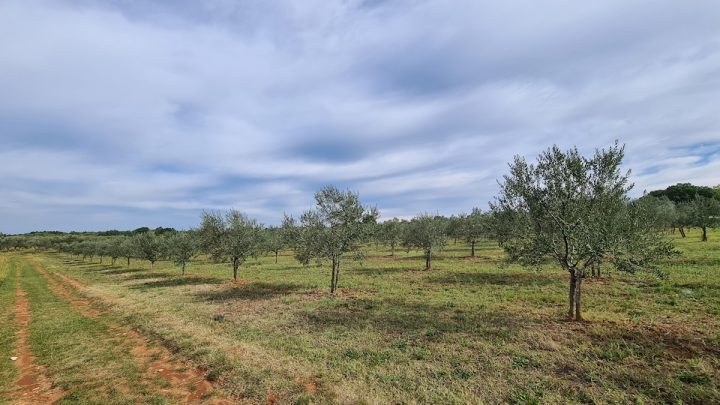 Grundstück zu verkaufen 4598 m² – Novigrad