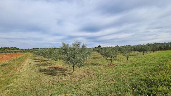 Parcela Naprodaj - Istarska Novigrad - foto 2/6