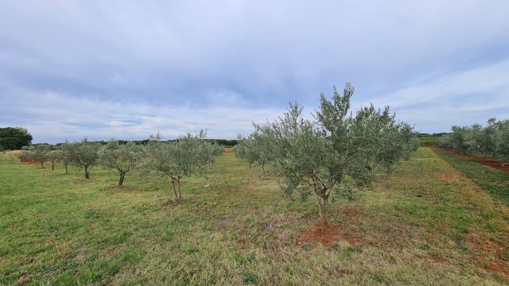 Parcela Naprodaj - Istarska Novigrad - foto 5/6