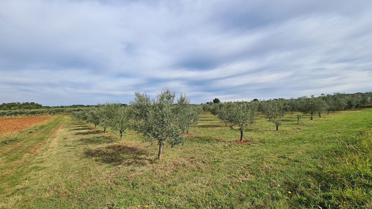 Zemljište Na prodaju - ISTARSKA  NOVIGRAD 