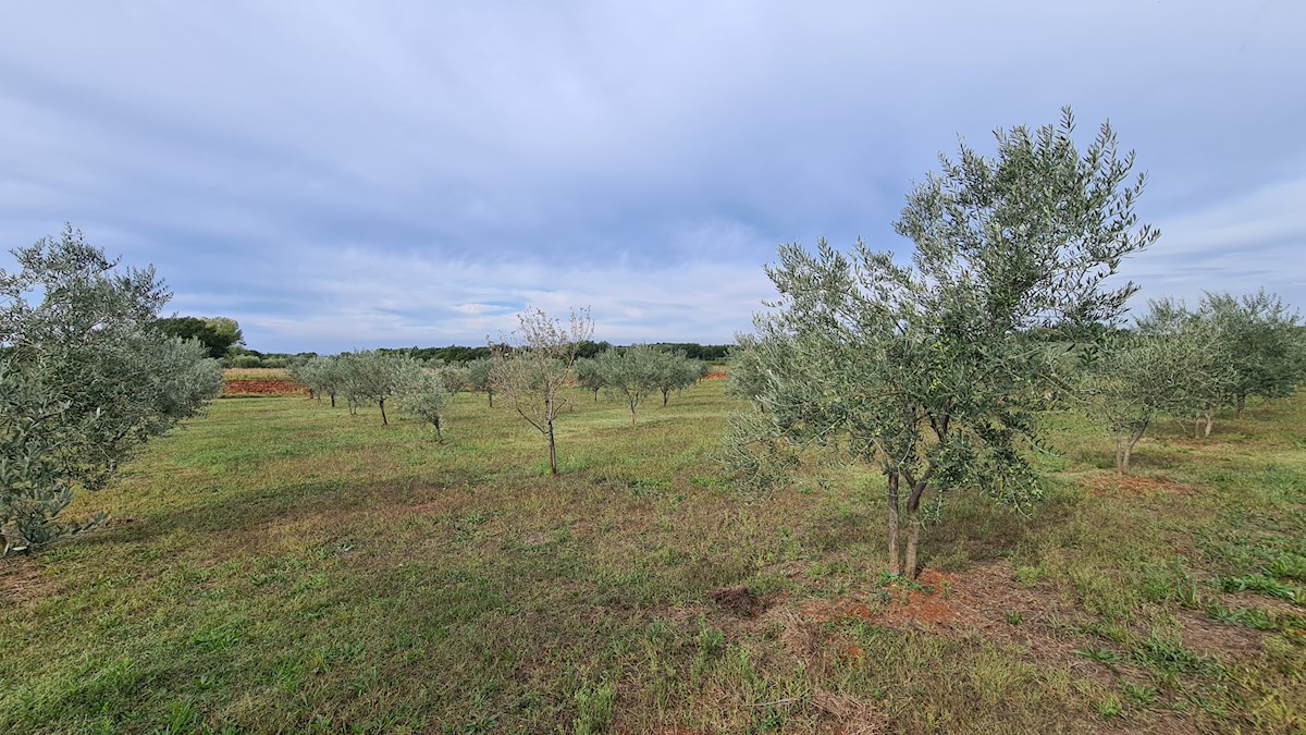 Zemljište Na prodaju - ISTARSKA  NOVIGRAD 