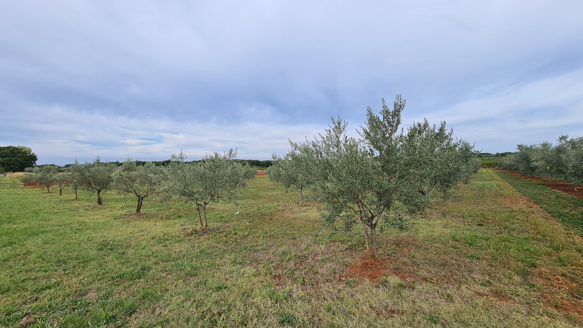 Zemljište Na prodaju - ISTARSKA  NOVIGRAD 