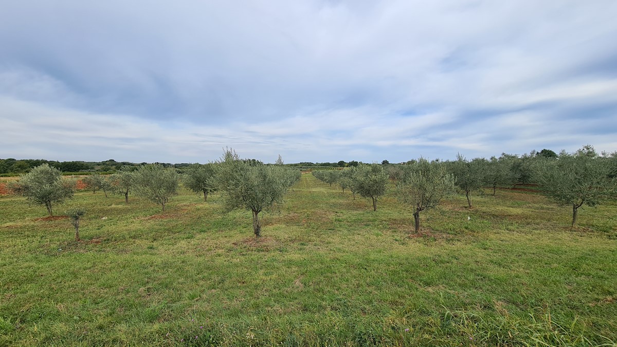 Zemljište Na prodaju - ISTARSKA  NOVIGRAD 