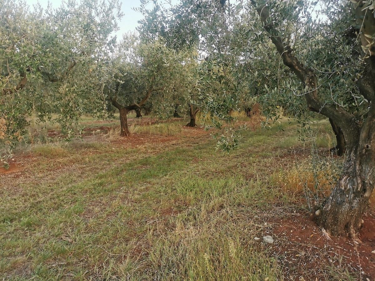 Zemljište Na prodaju - ISTARSKA  TAR-VABRIGA 