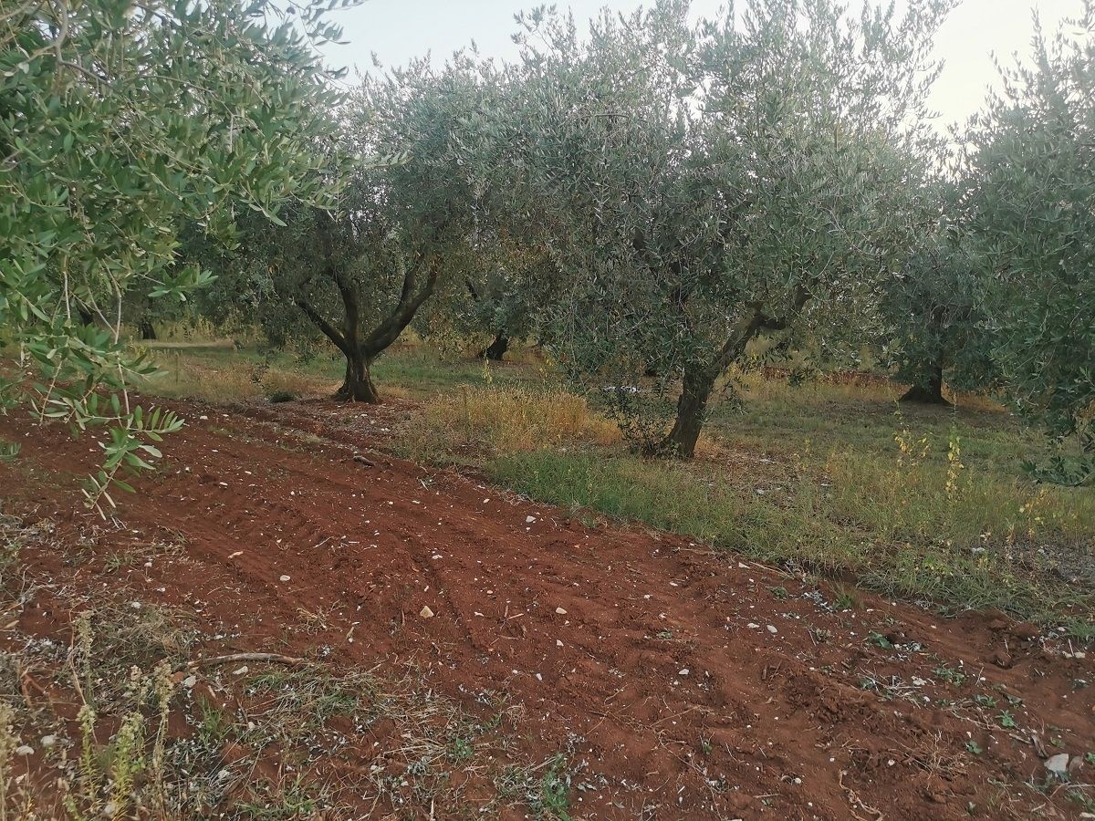 Terreno In vendita - ISTARSKA  TAR-VABRIGA 