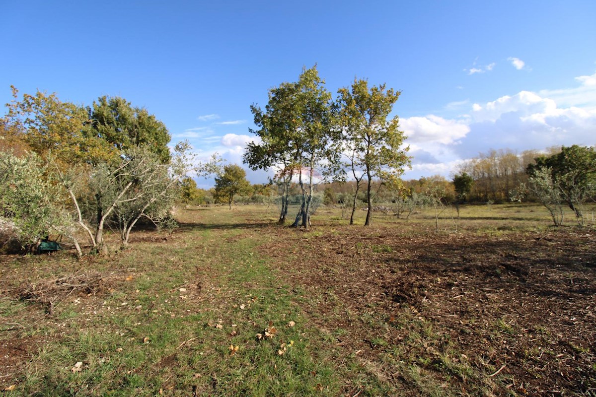 Land For sale - ISTARSKA  KAŠTELIR 