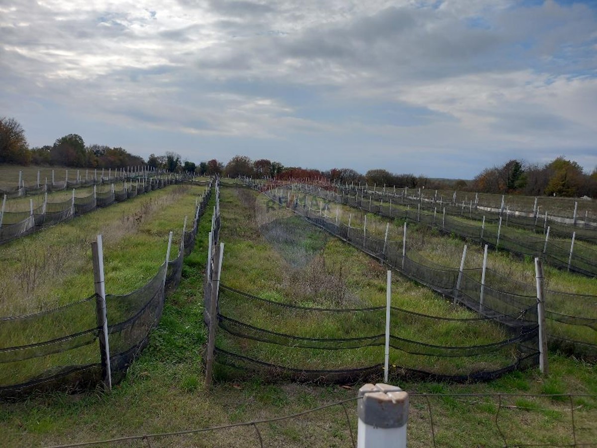 Land For sale - Istarska Marčana - foto 3/6