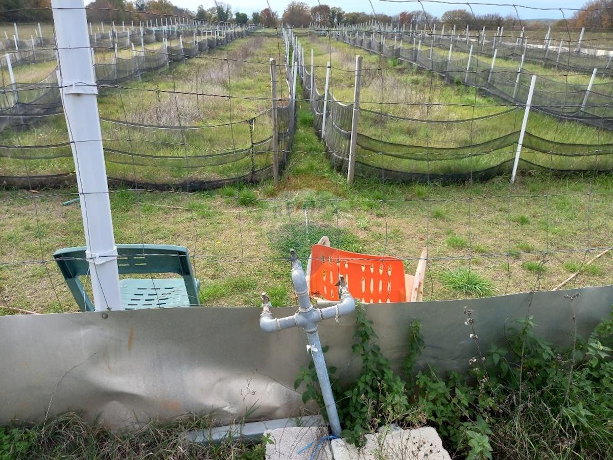 Land For sale - Istarska Marčana - foto 4/6