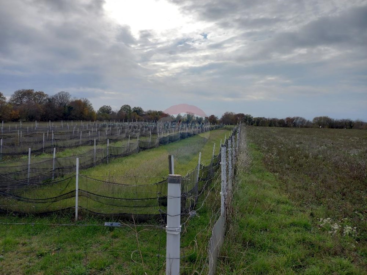 Land For sale - Istarska Marčana - foto 5/6