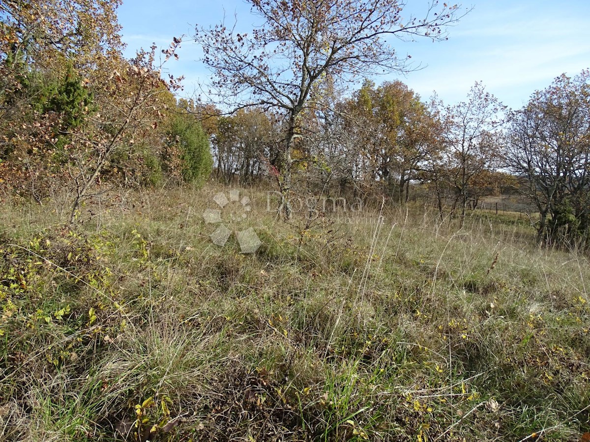 Land For sale - ISTARSKA  GROŽNJAN 