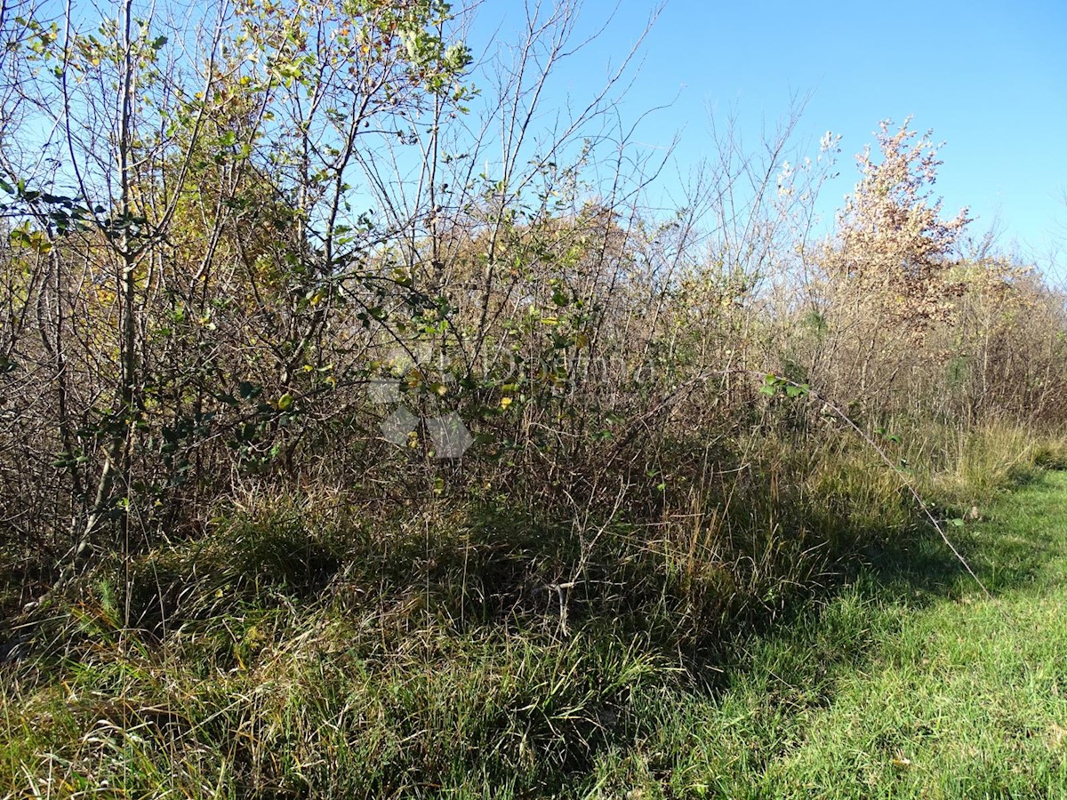 Land For sale - ISTARSKA  BUZET 