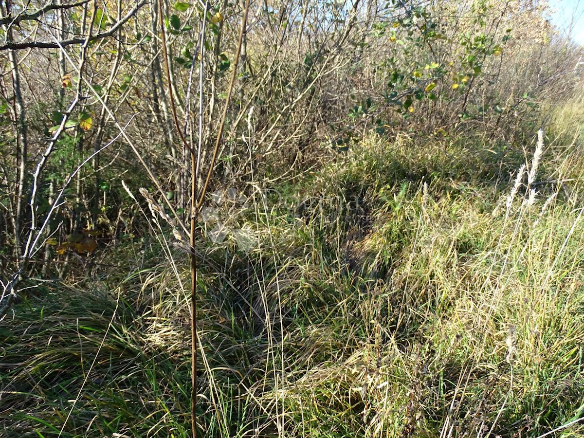 Land For sale - ISTARSKA  BUZET 