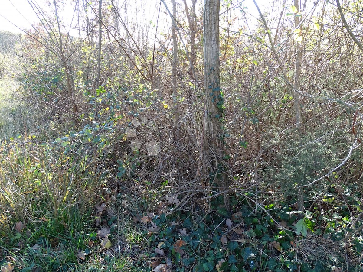 Land For sale - ISTARSKA  BUZET 