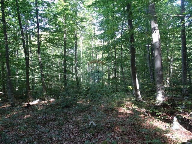 Land for sale 5630 m² – Sunger