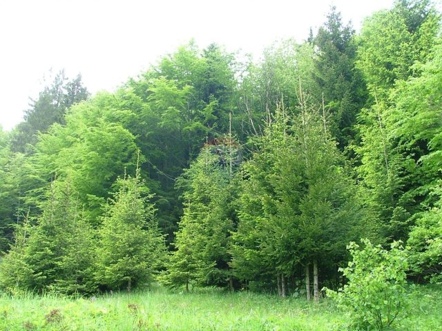 Parcela Naprodaj - Primorsko-goranska Čabar - foto 3/3
