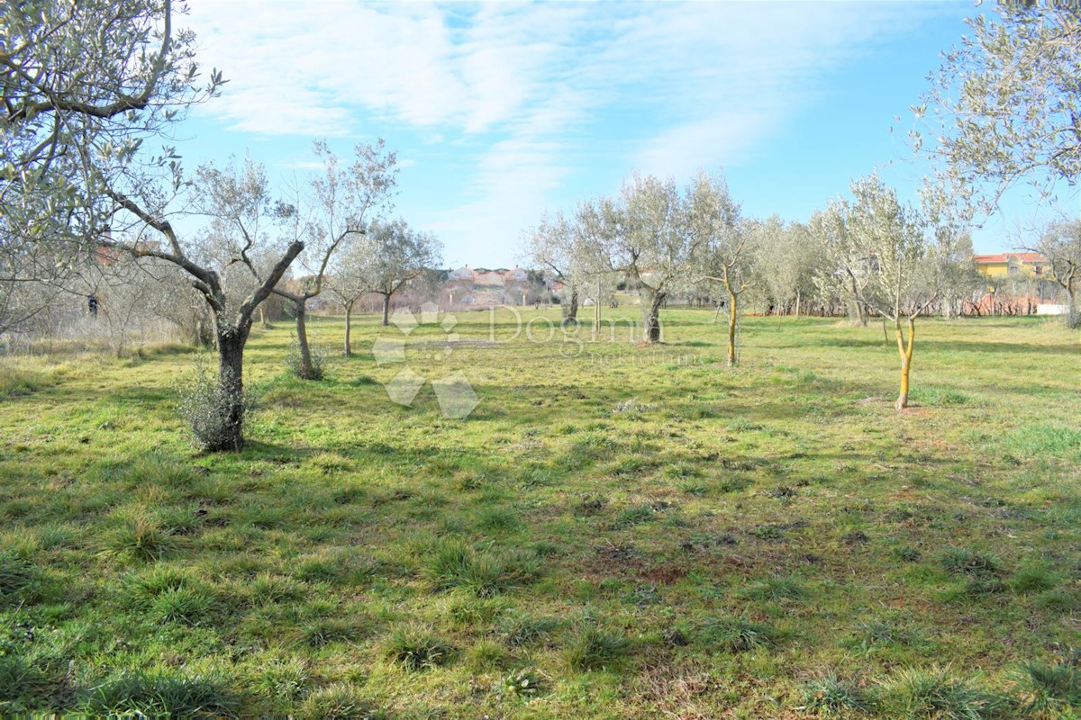 Land For sale - ISTARSKA  FAŽANA 